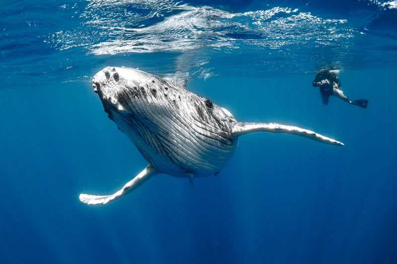 Checkout this amazing video featuring humpback whale songs.