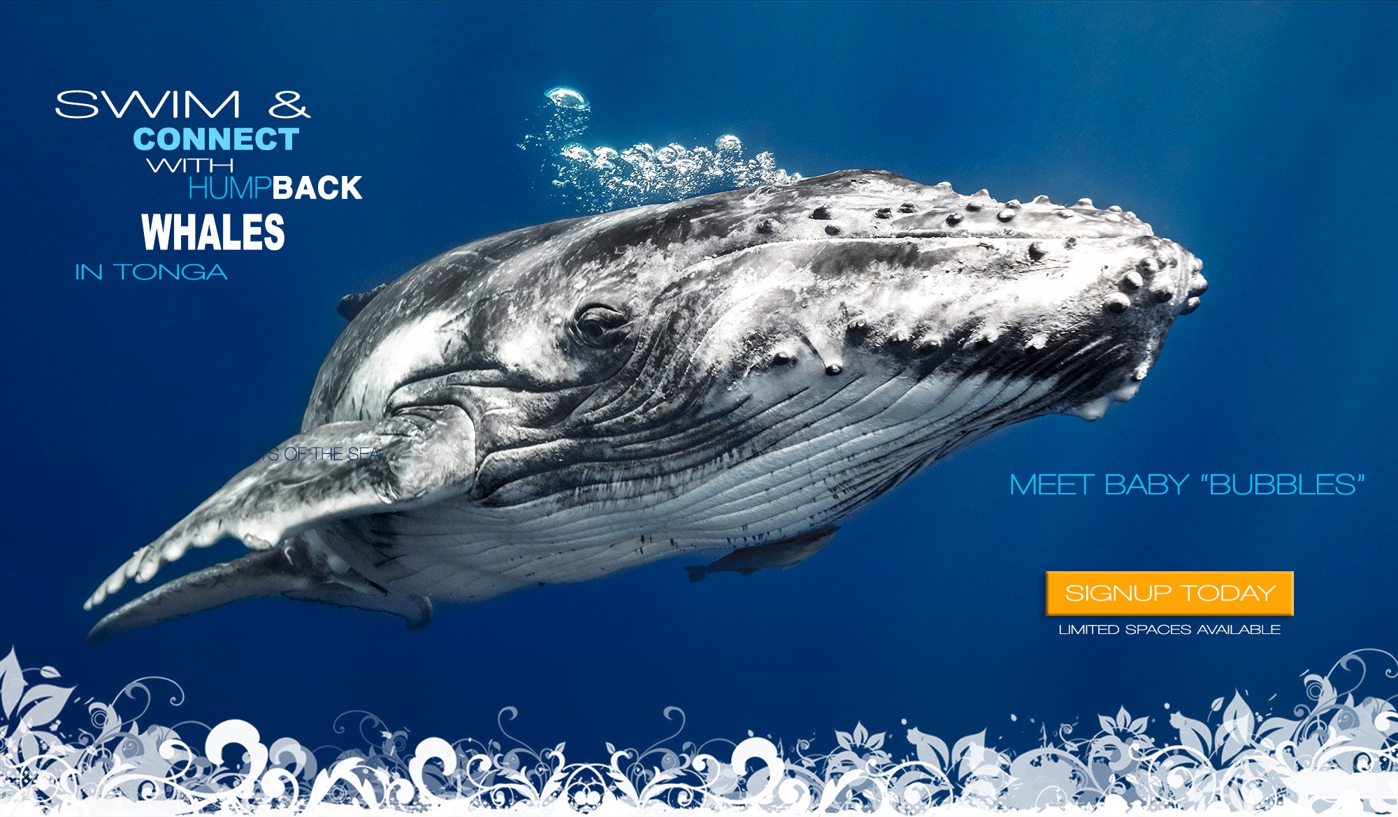 Come swim with these gentile giants we call Humpback Whales in stunning Tonga